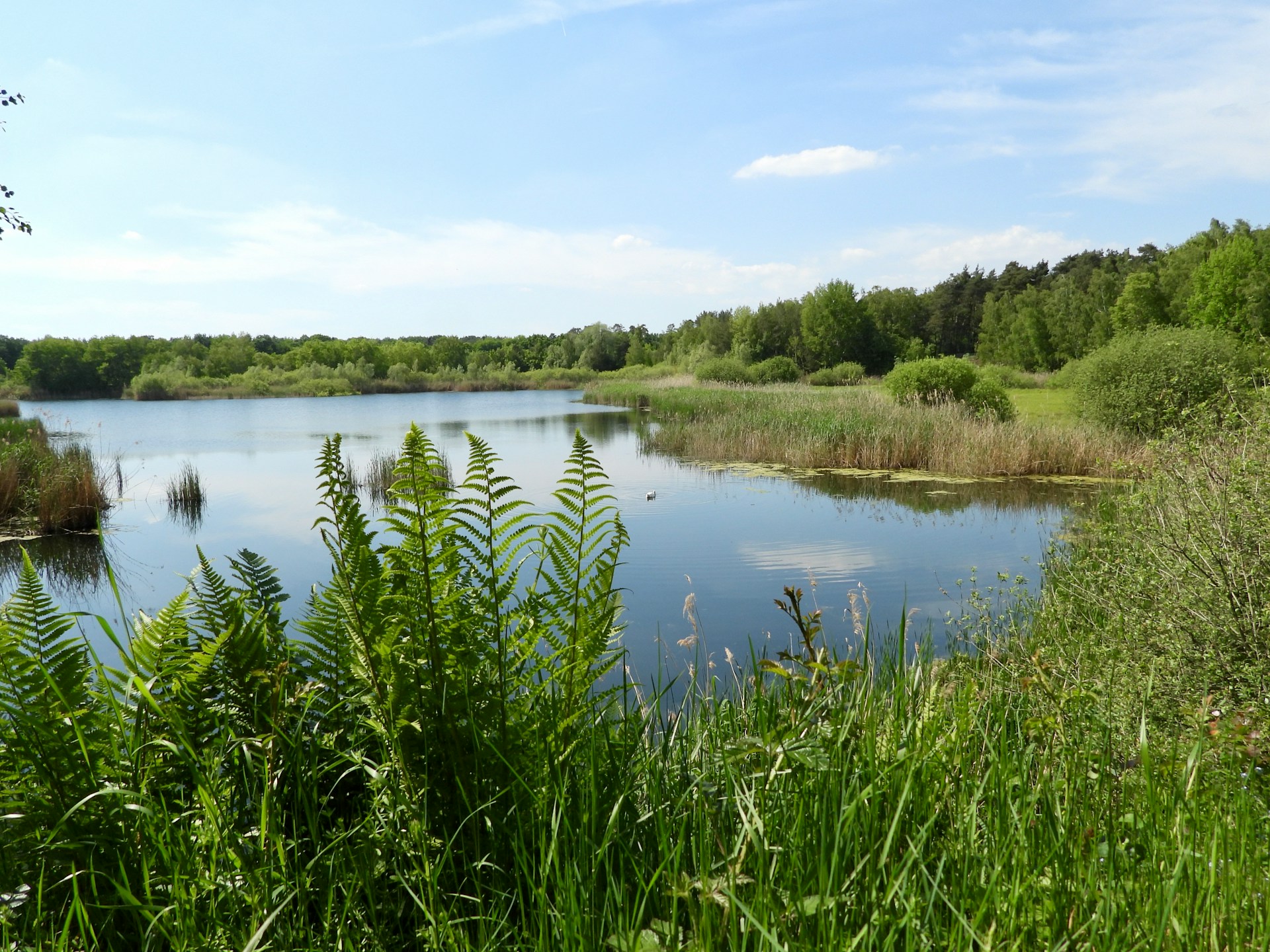A still lake surrounded by ferns and forest
